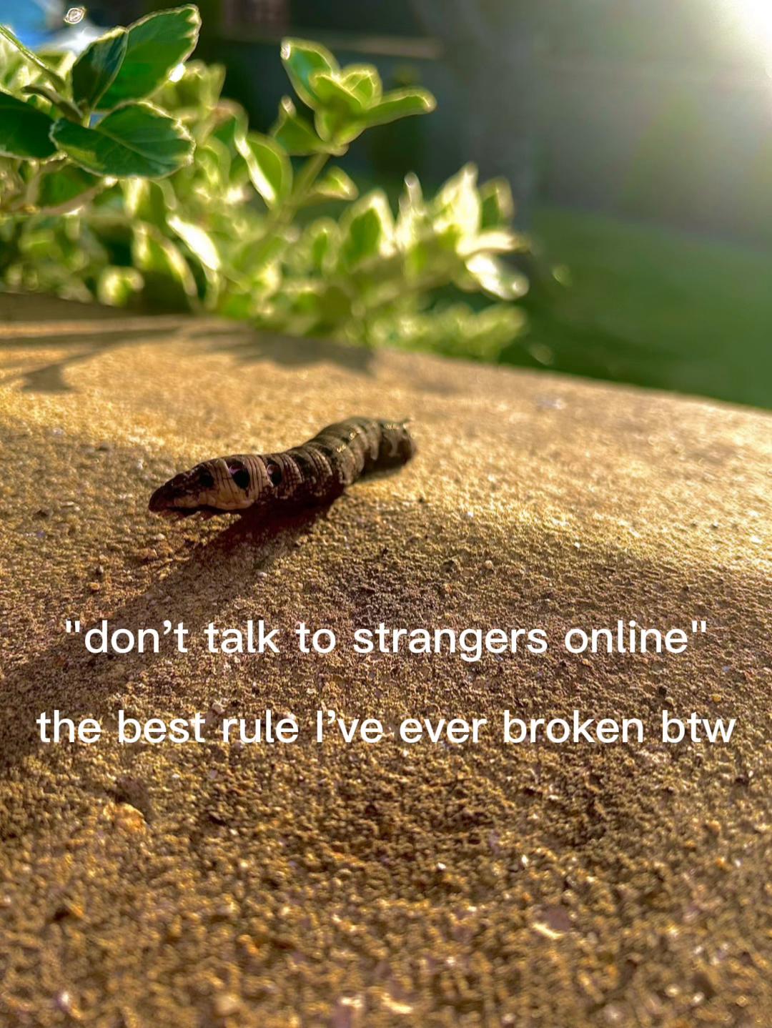 @maya
