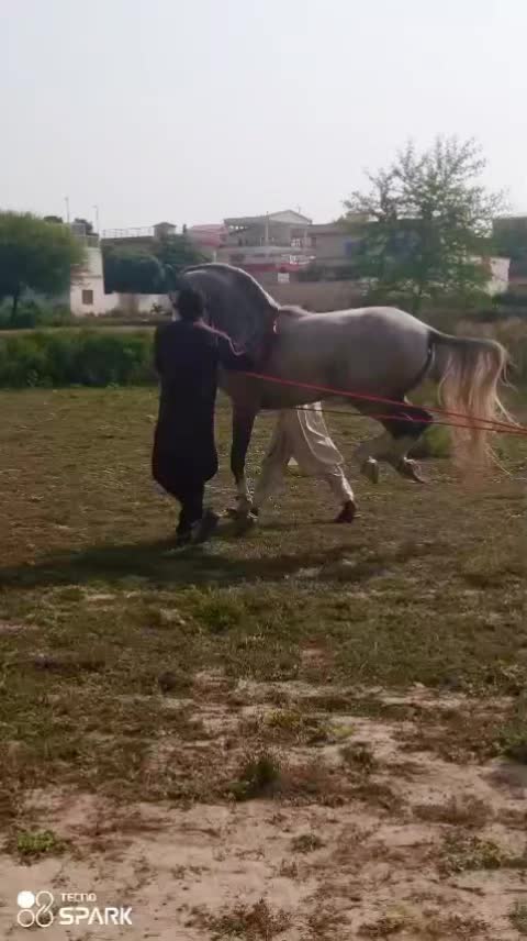 @horse dance #world
