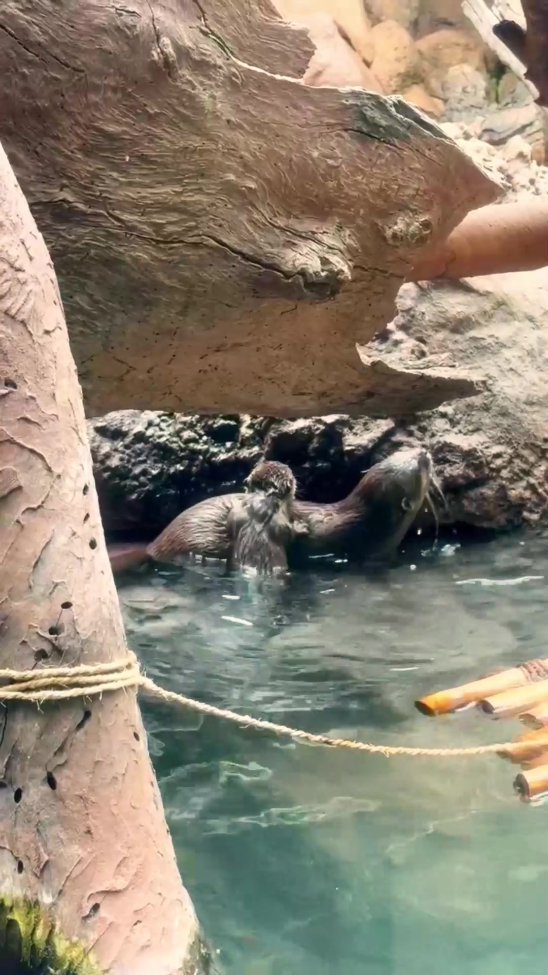 @Loro Parque