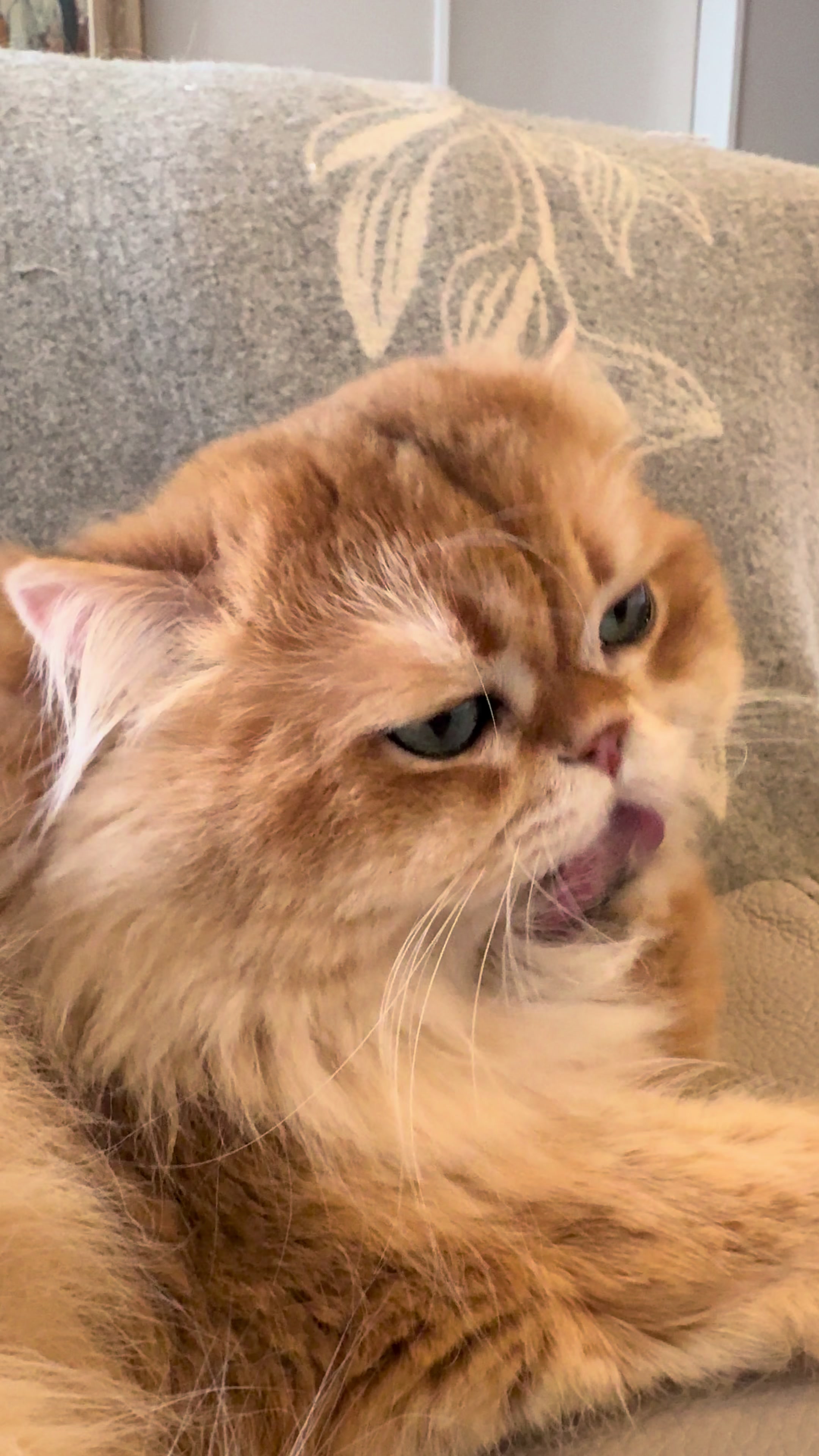 @Cattery vom Z&uuml;richberg