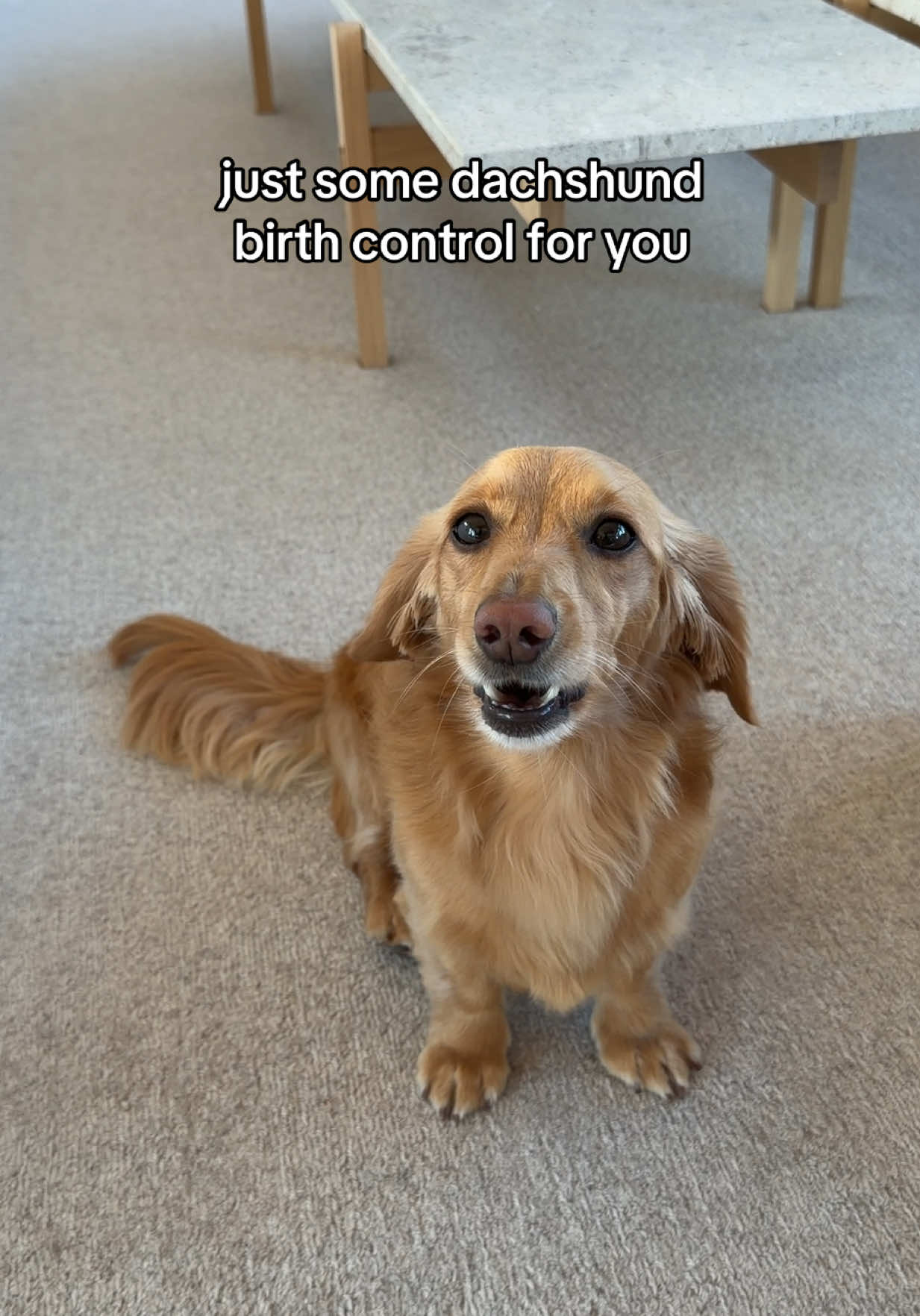 @cashewdachshund
