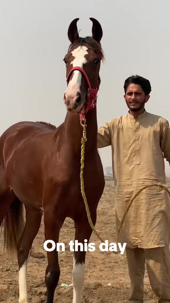 @Ch Hammad bokan ♥️🐎