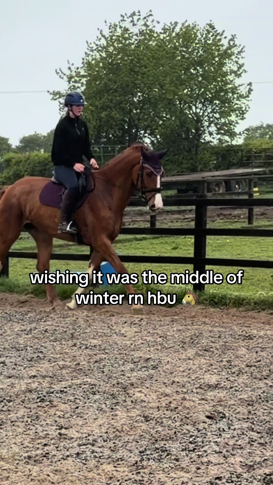 @Lilly & Bruno 🐴