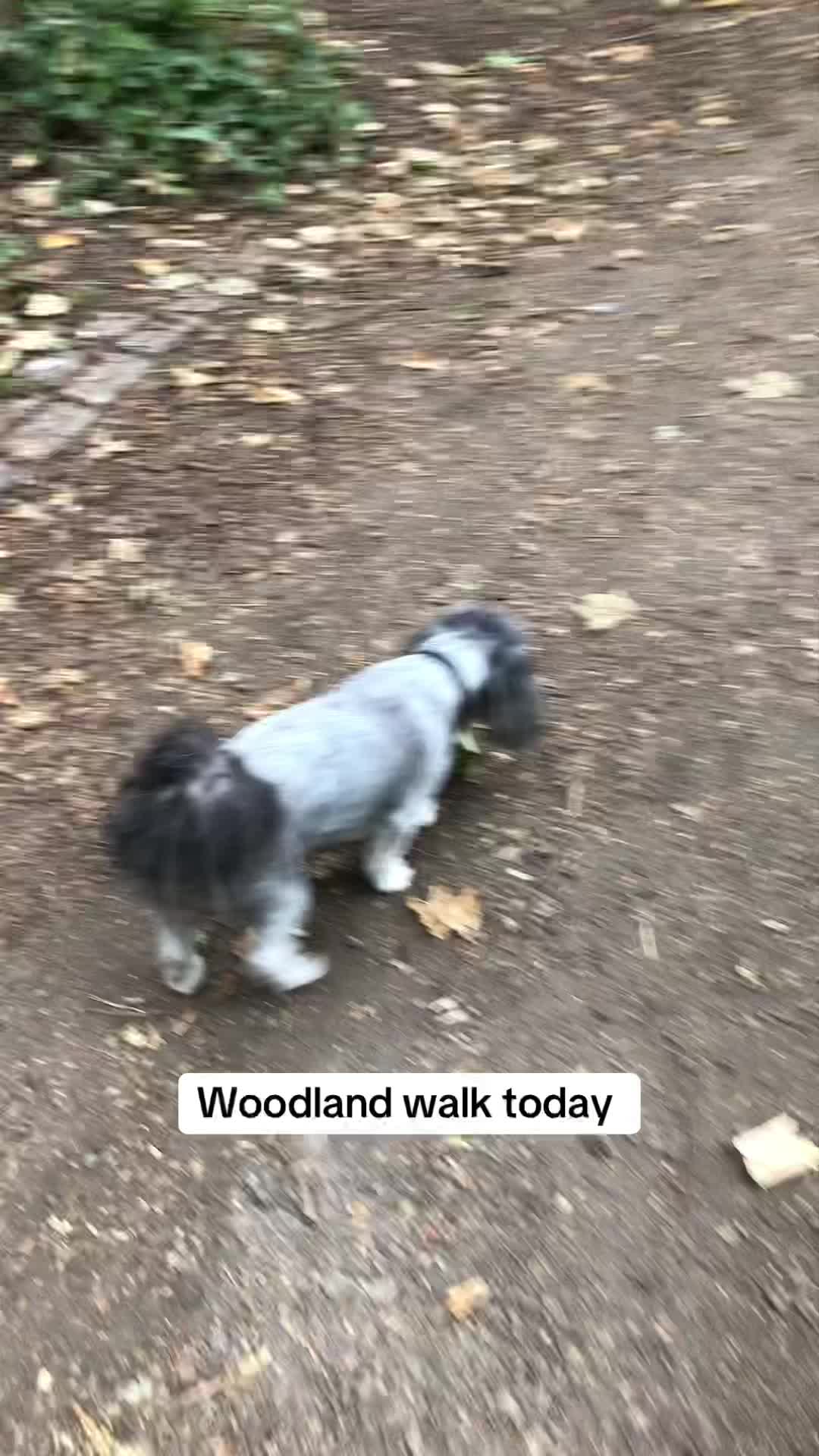 @Mimi the Shihtzu