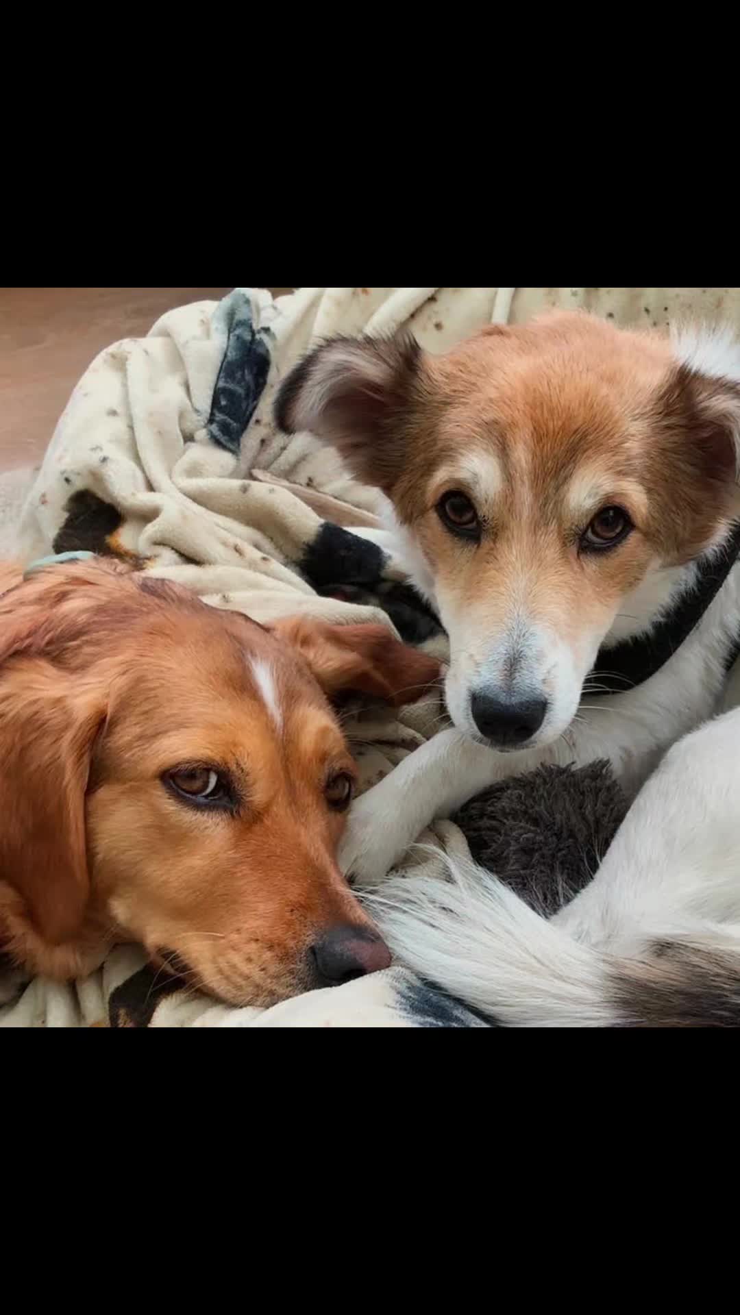 @Greek Animal Rescue