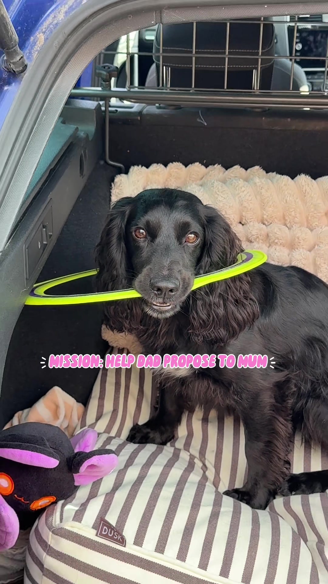 @maggie.moo.cocker