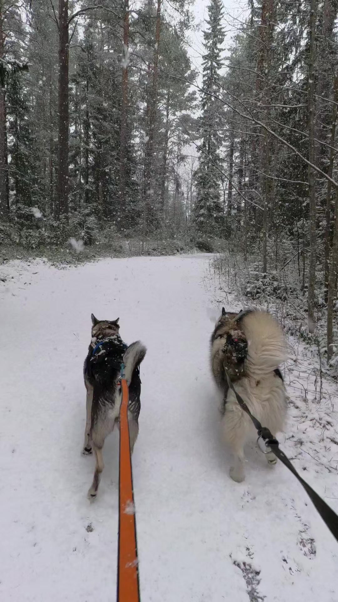 @PawPrintLifestyle 🐾🇫🇮