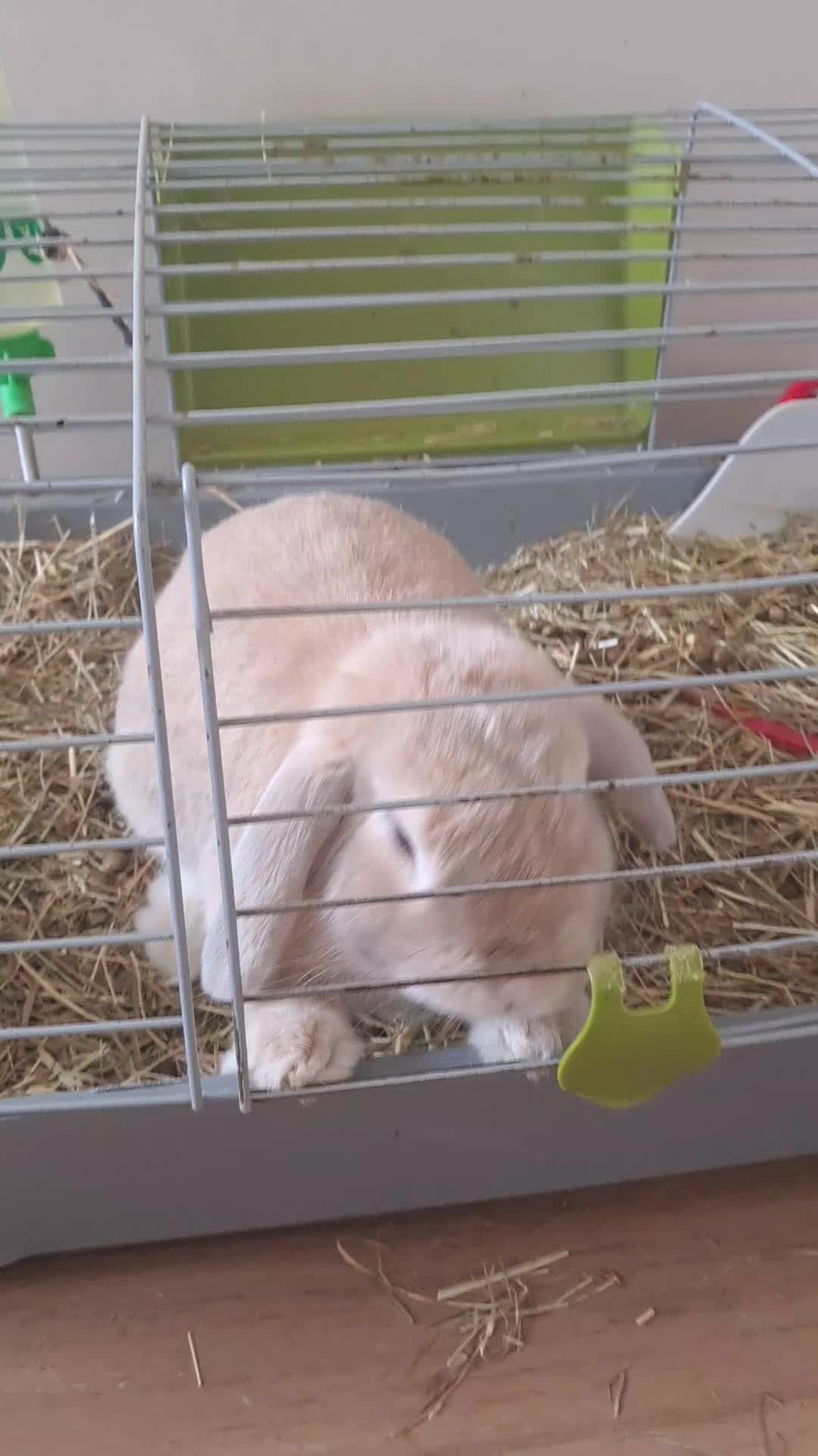 @Patatilla Rabbit 🐰🌱🥕