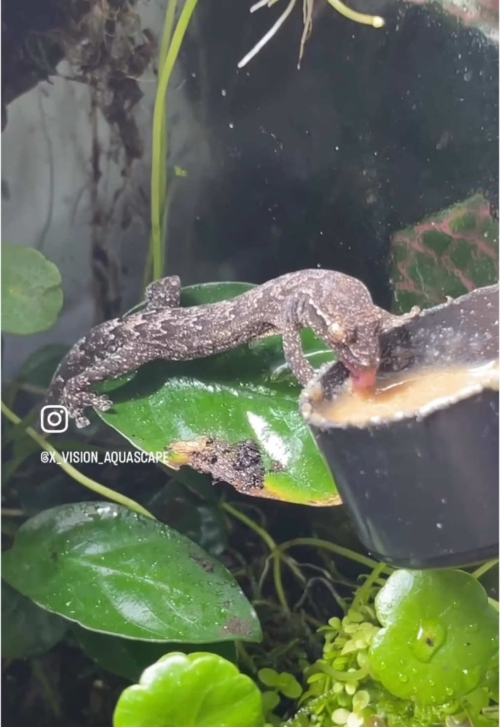 @X_vision_aquascape