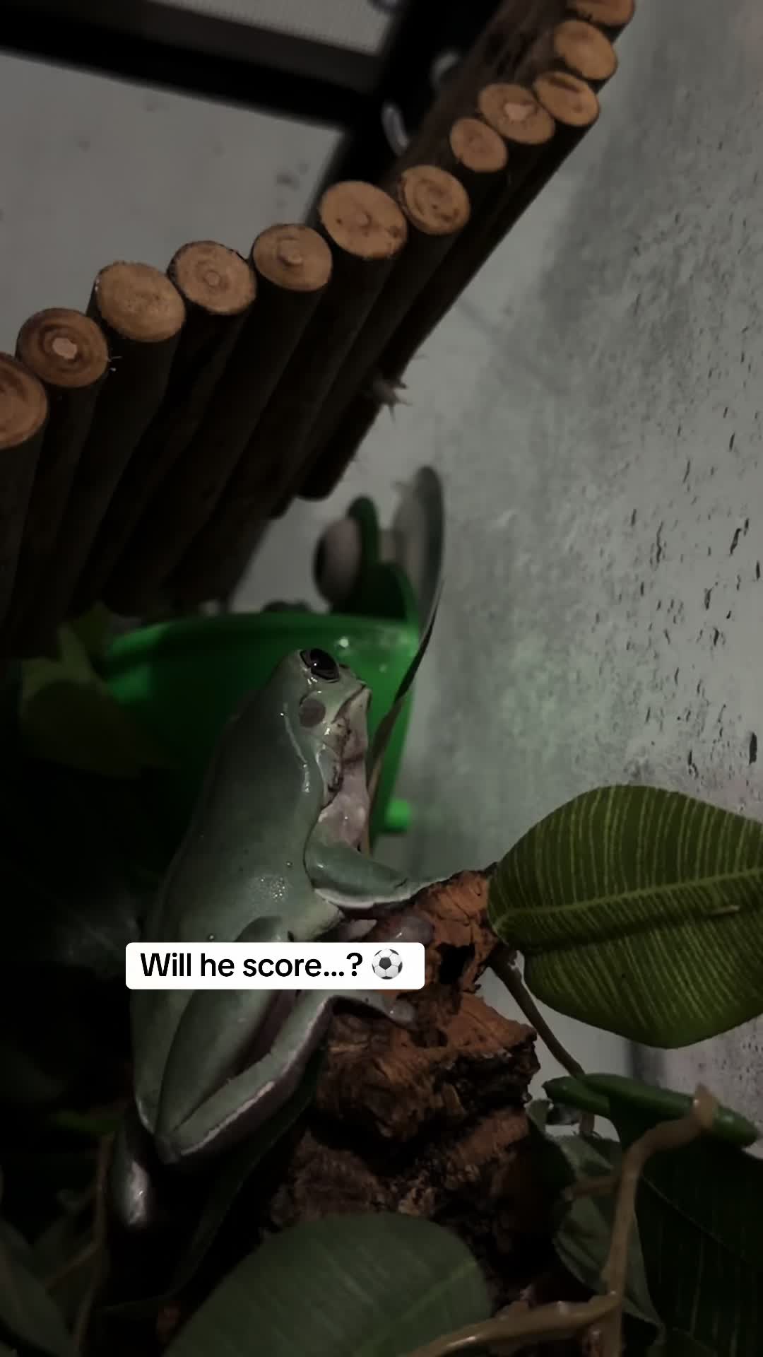 @frogsandoddities
