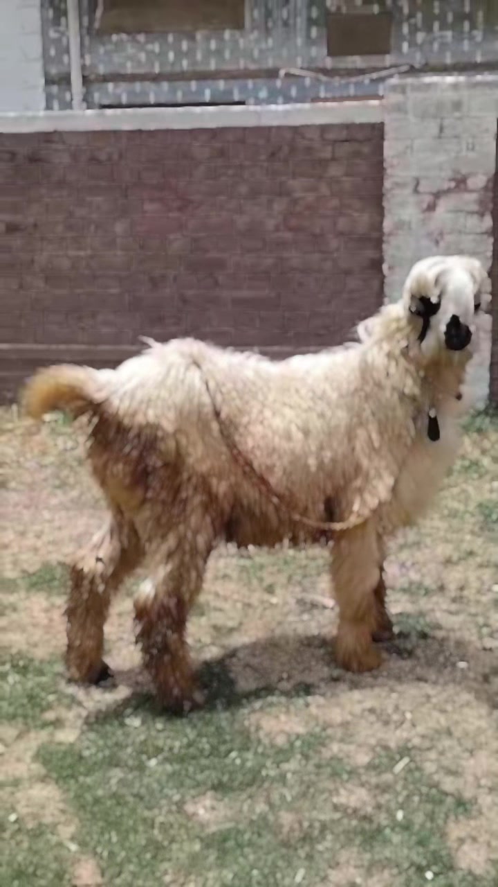 @Murwa Goat farm