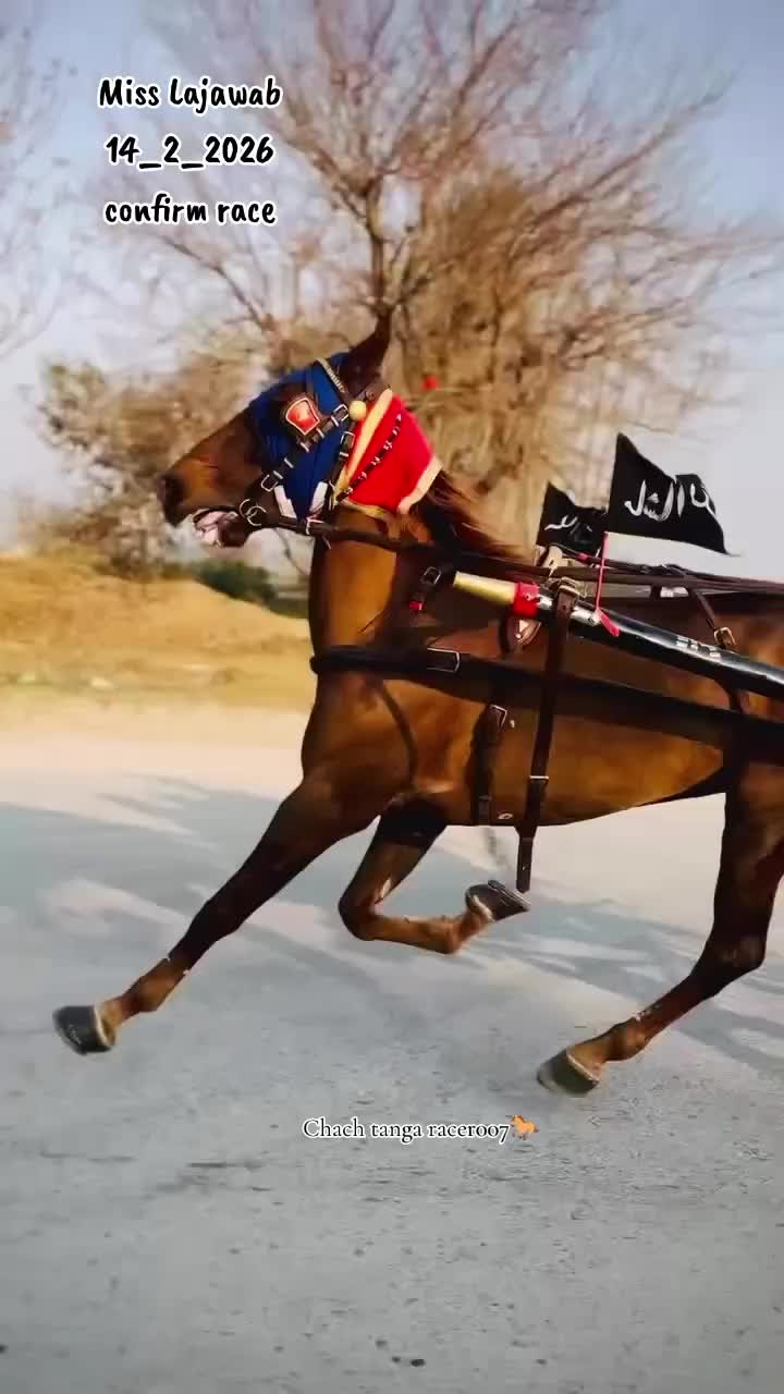 @Chach tanga racer007🐎