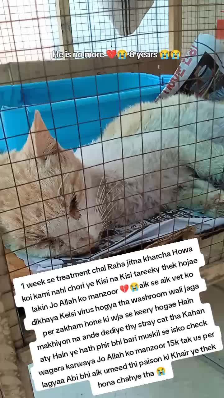 @PawfectLife🐾