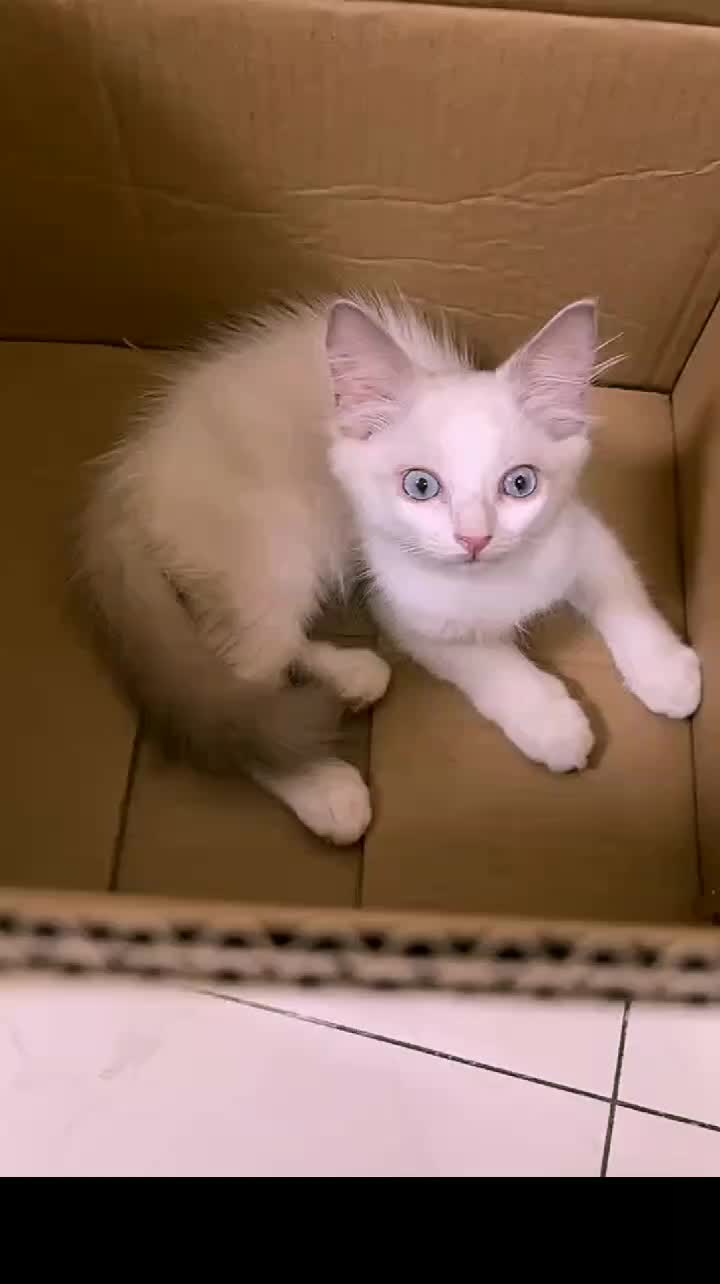 @animal family 0302