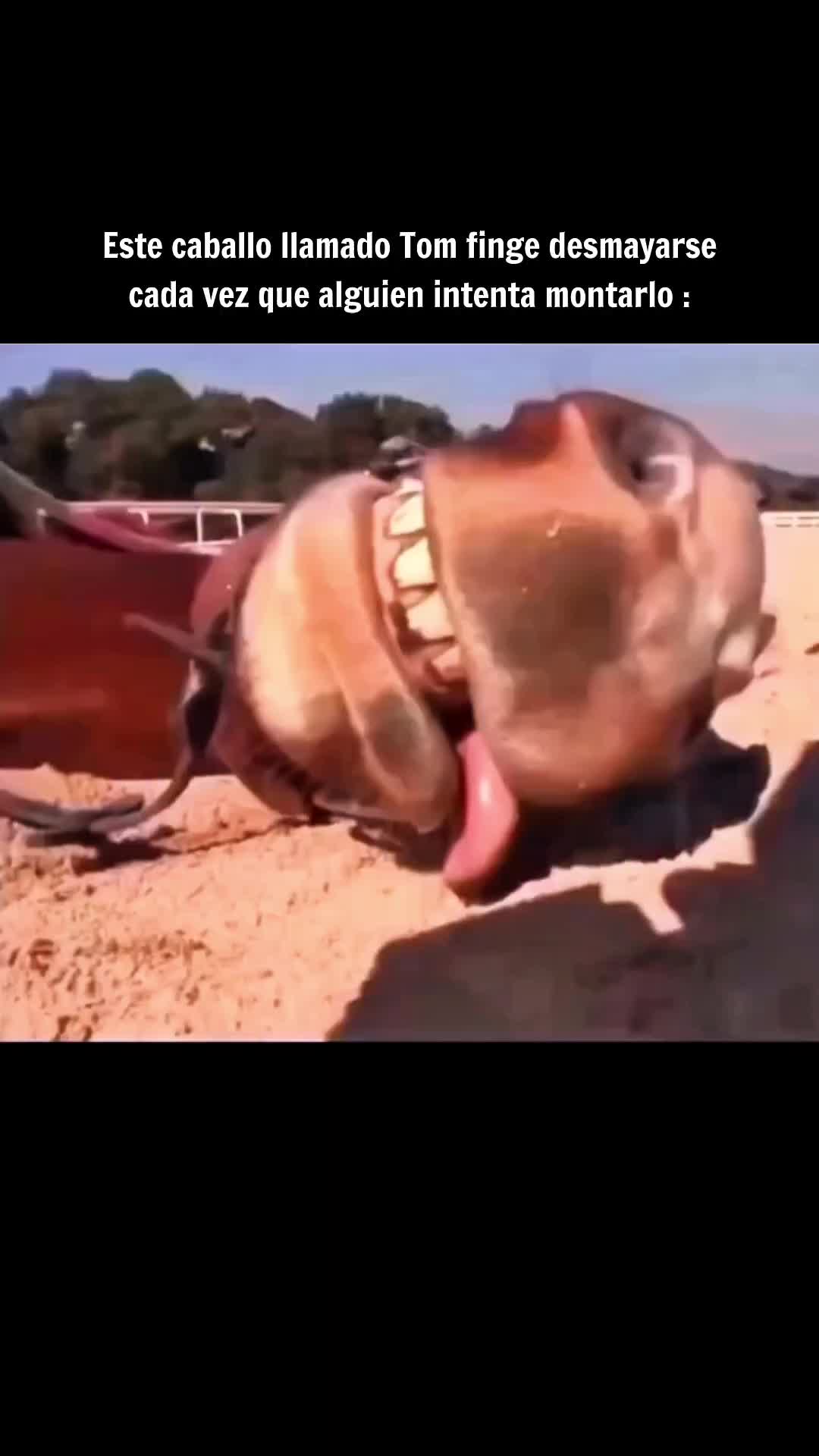 @incivilizao