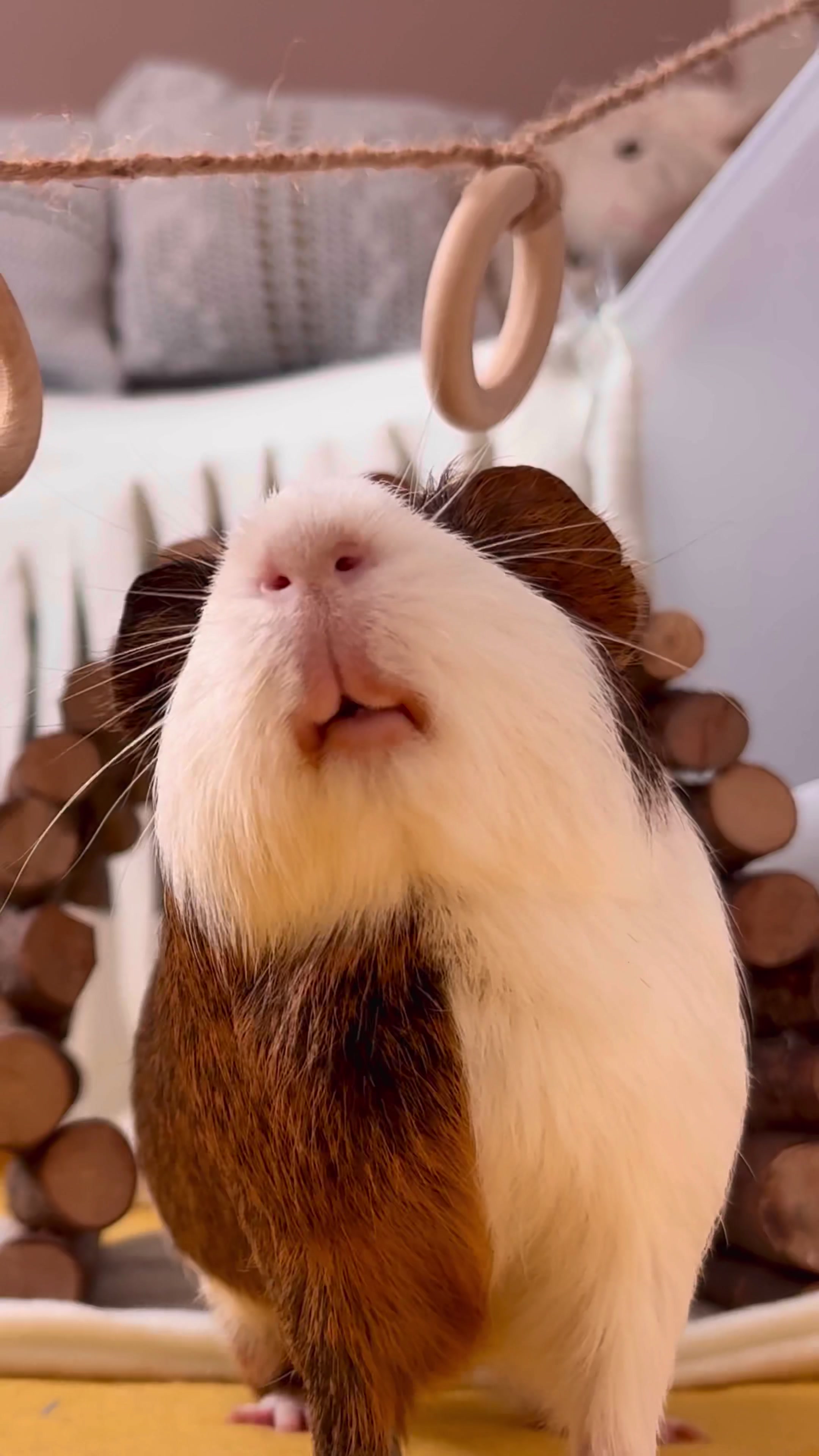 @friendly_guinea_pigs