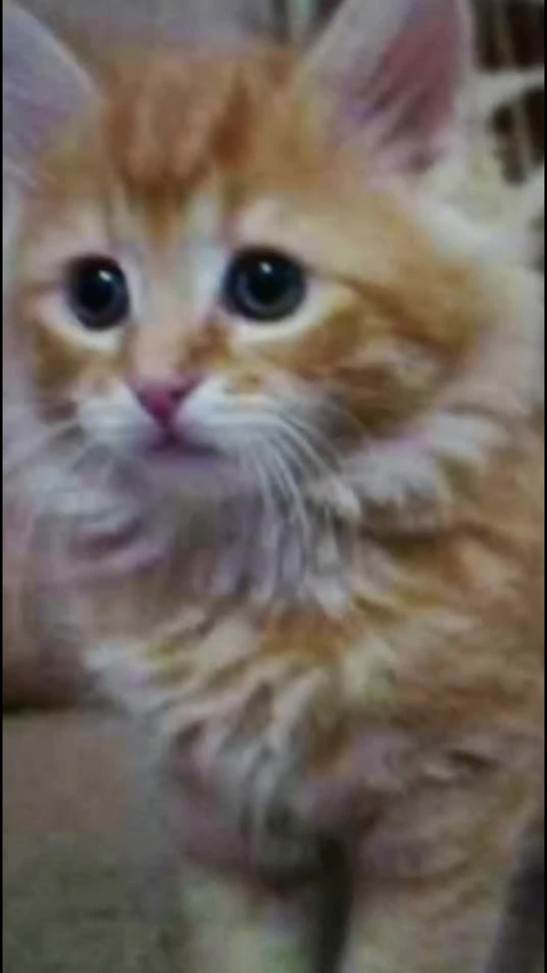@Hi Simbi & Gizmo