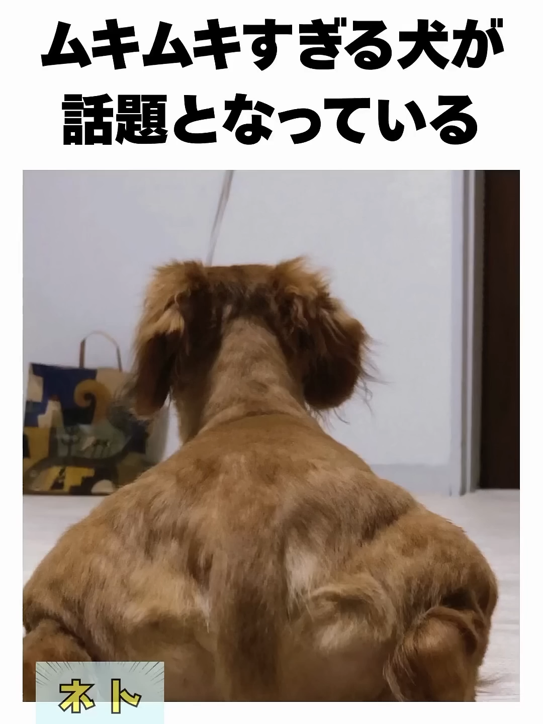@user6530788422590