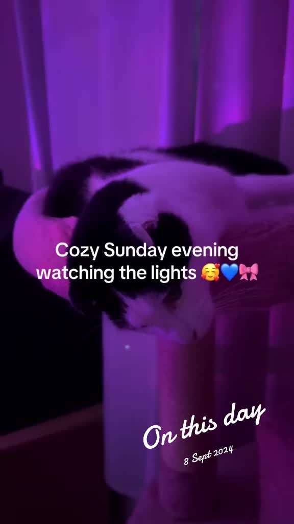 @9 cats and Nicola 🐾🐈🐈⬛🐾