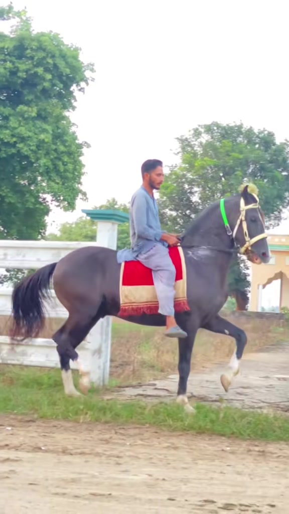 @Ch Hammad bokan &hearts;️🐎
