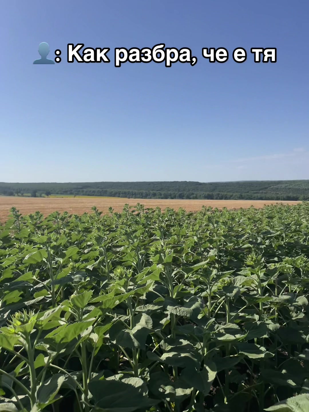 @Mladen Spirov