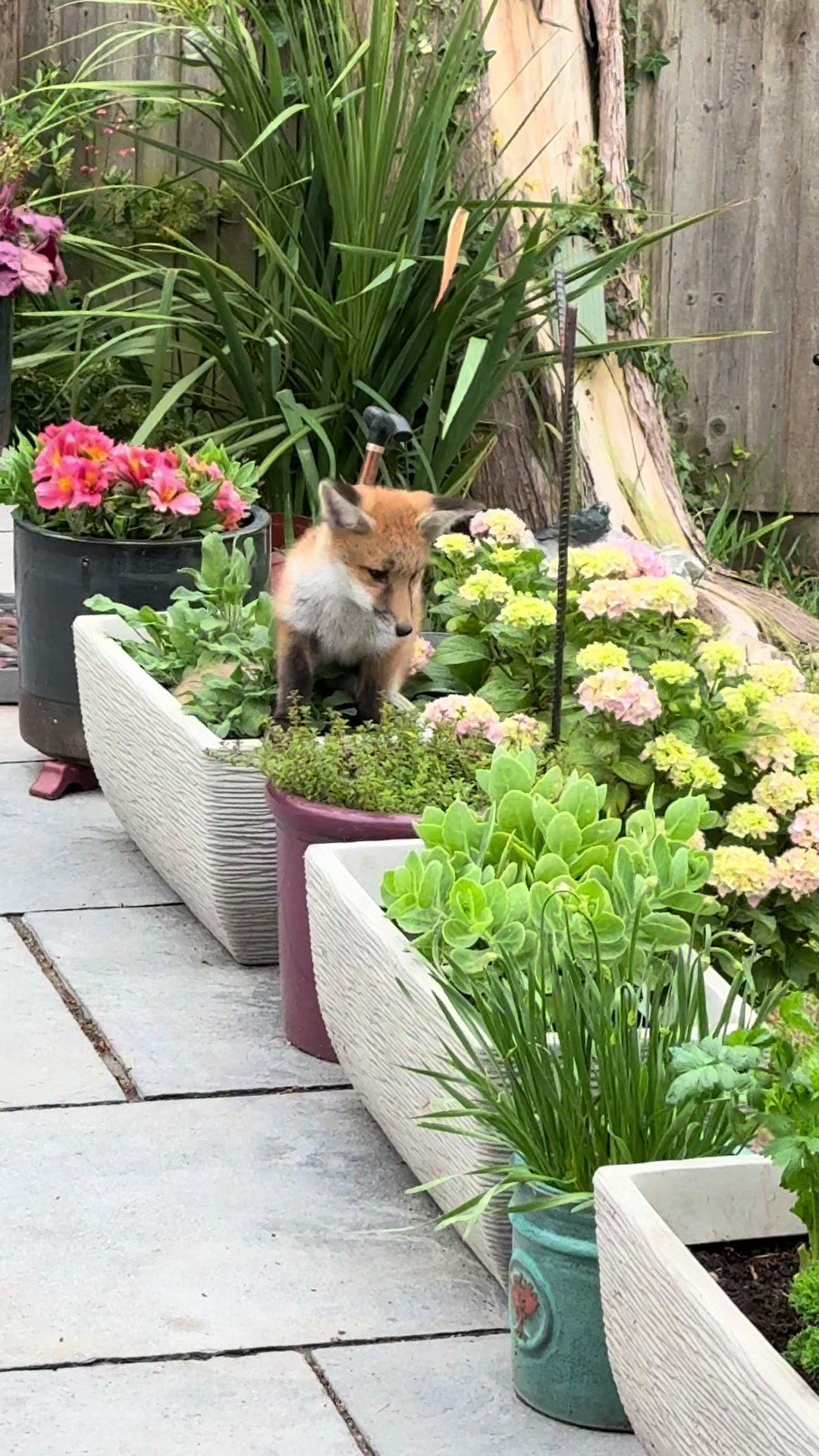 @gp_foxes