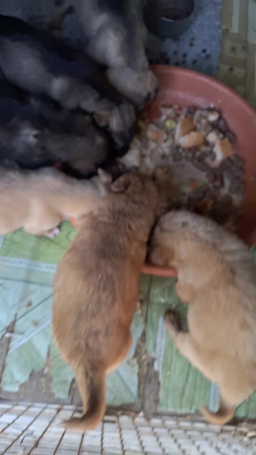 @Blanosii nordului