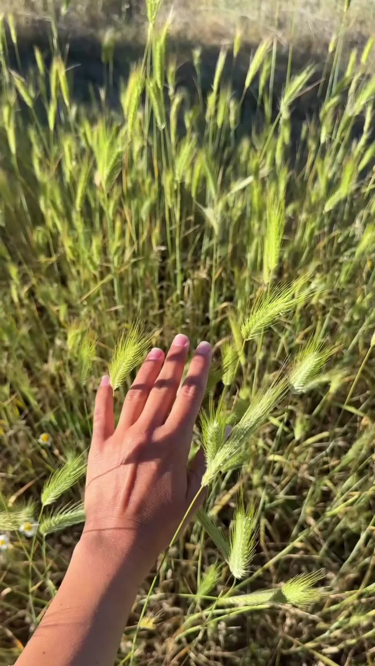 @diana.bosa
