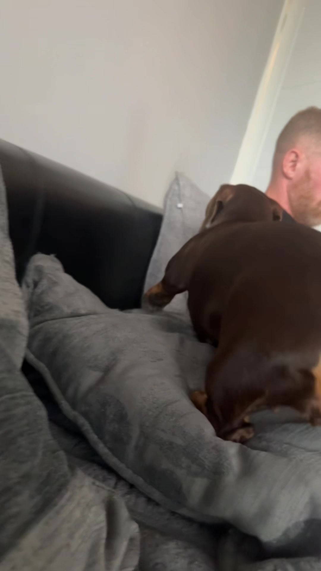 @ciciolive_mini_weiners