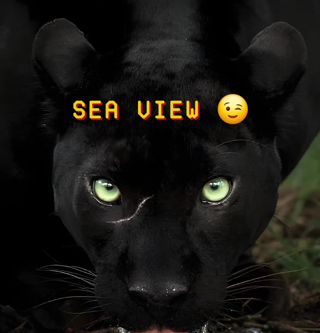 @P̷̛̛̛̩̺͇̊̅̍͂͗͑͐̎̂̏̐̐ɪᴋᴀᴄʜᴀᴋ