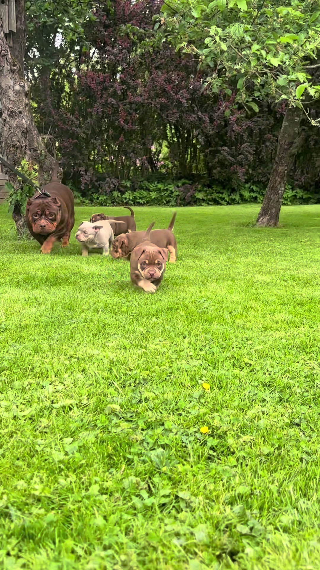 @Beautybullskennel🤍