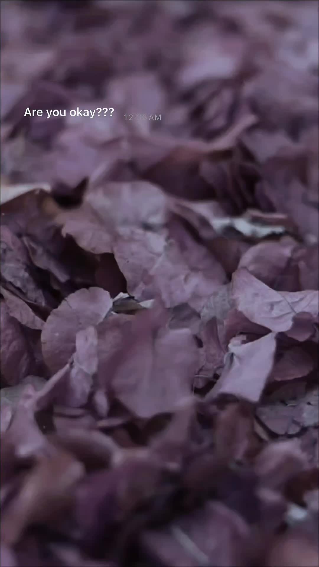 @Lottilou666