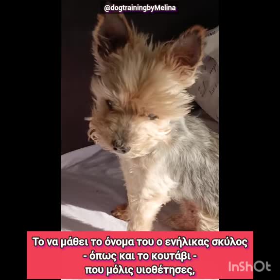 @dogtrainingbymelina