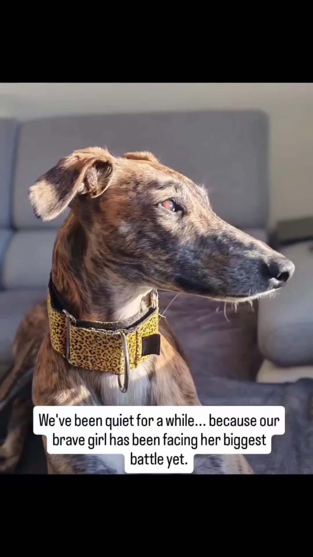@LollyTheStrayDog