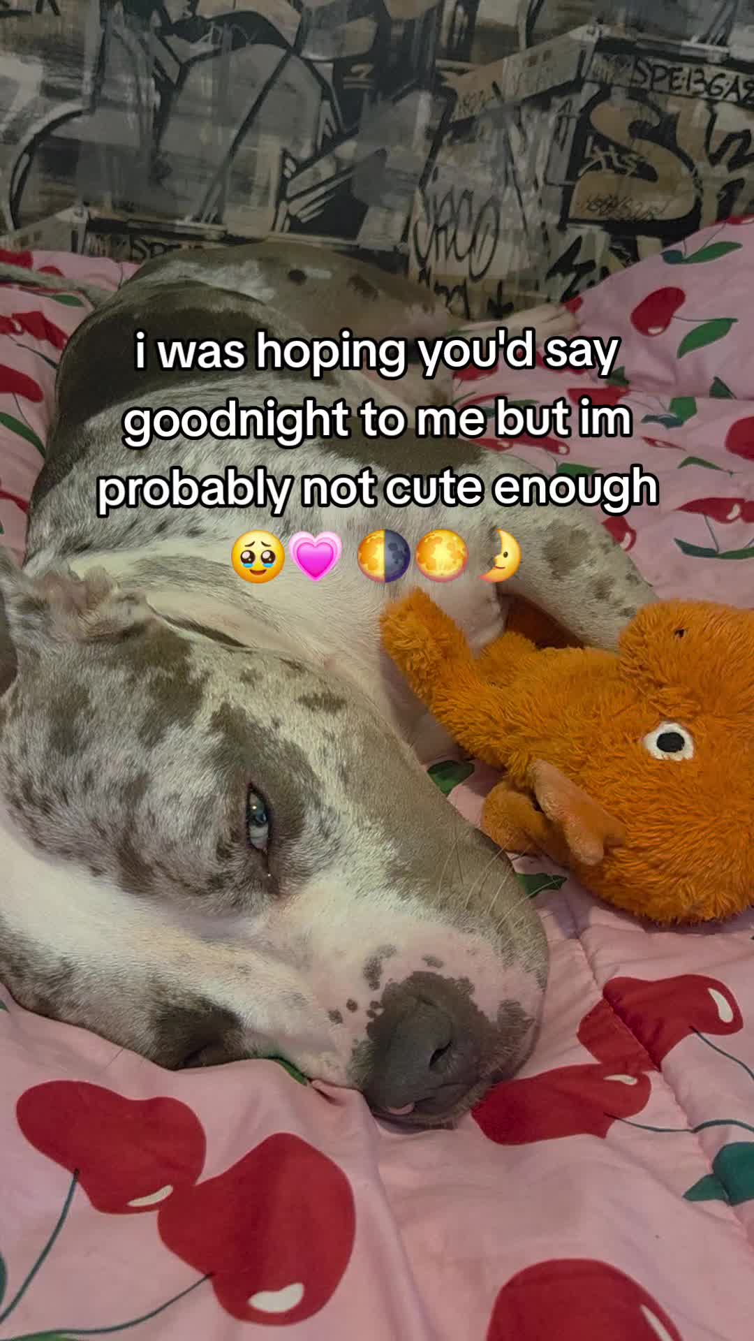 @kirsty+starlight the xl bully