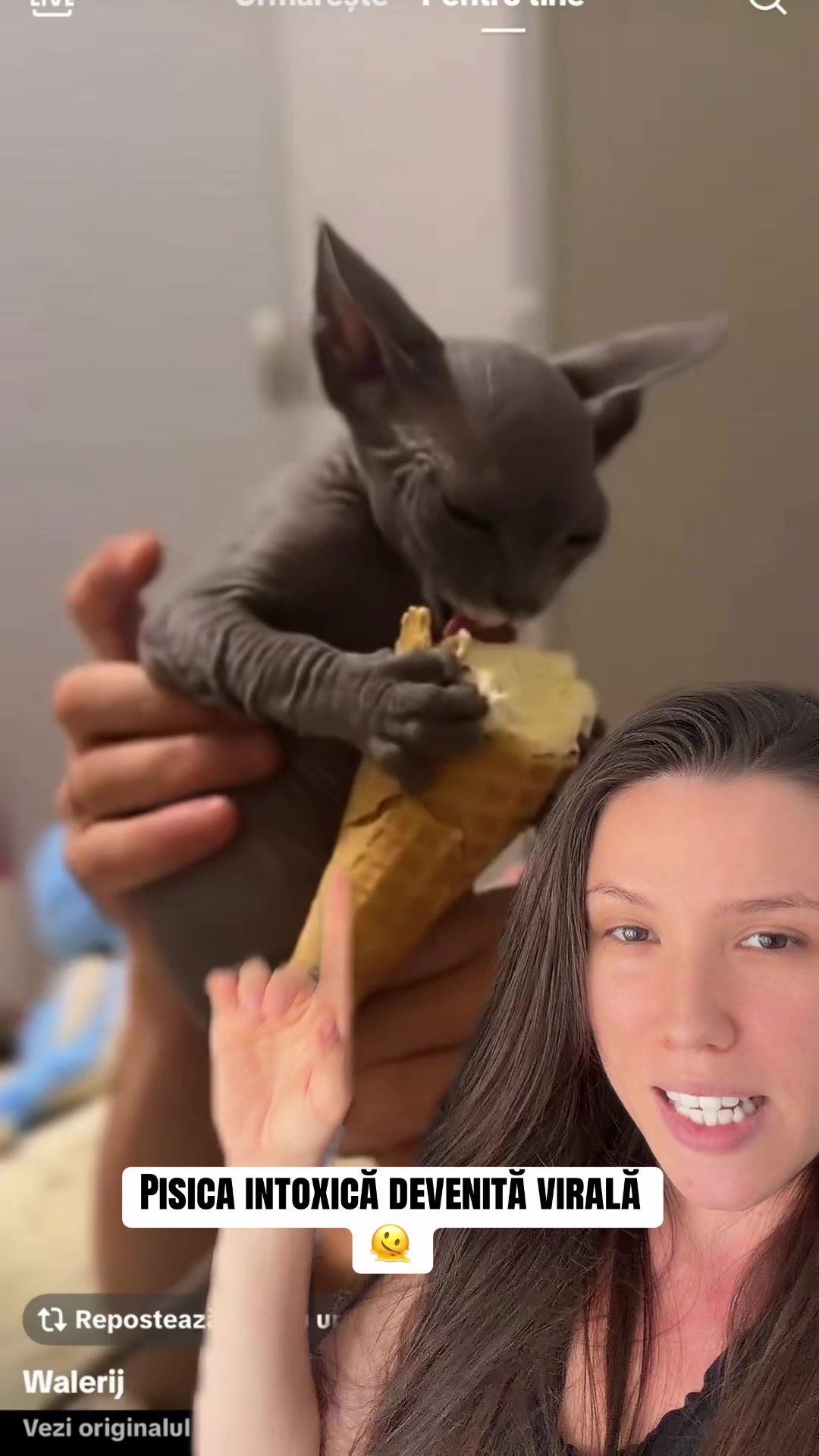 @Diana Ciortan Sphynx Romania