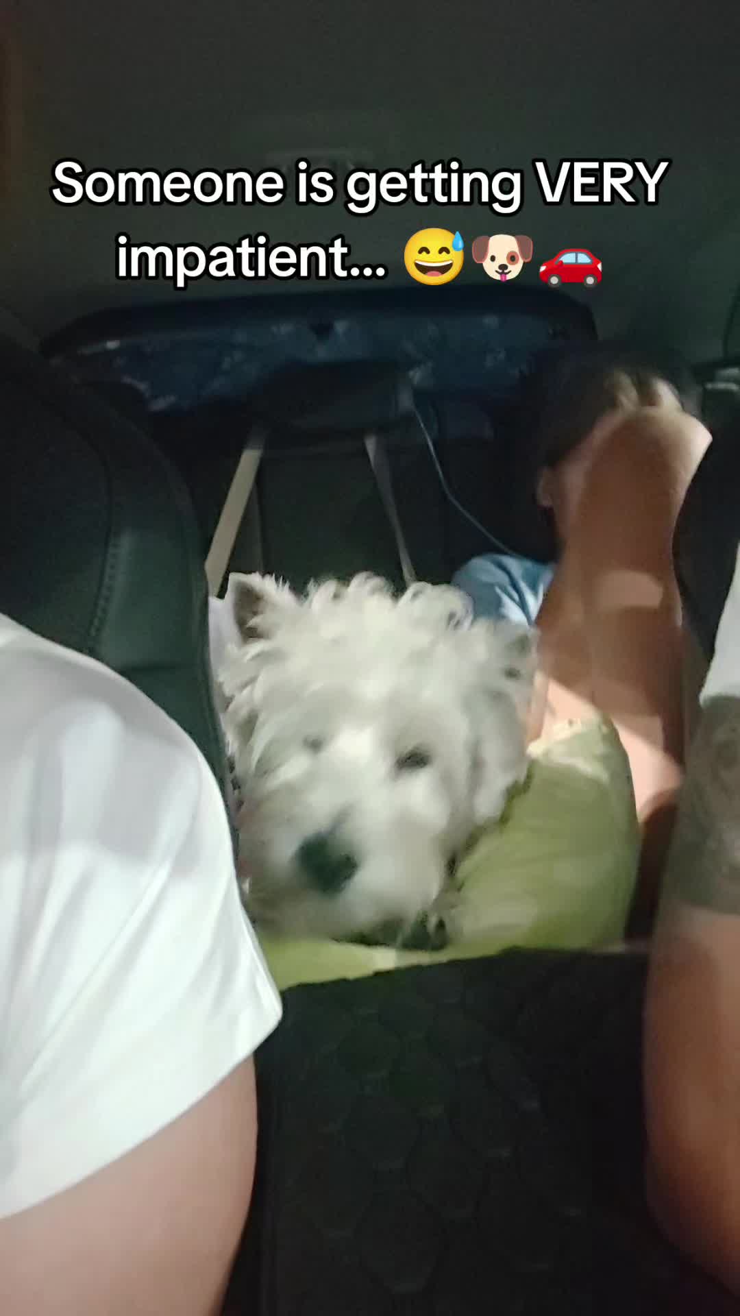 @Sugardoggy & Friends 2