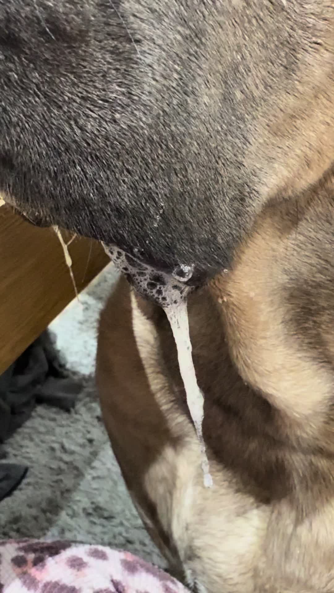 @Uk_dogs.