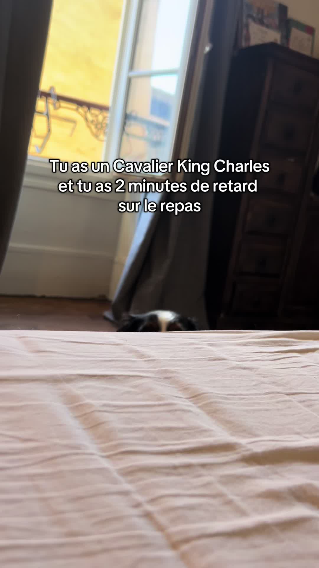 @Cavalier King Charles