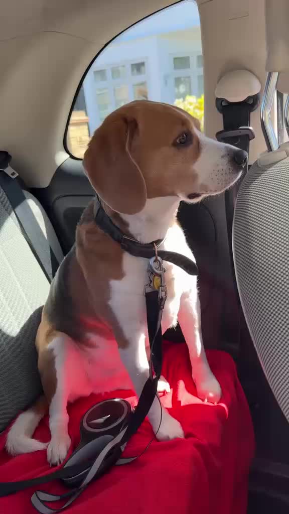 @Neo_The_Beagle
