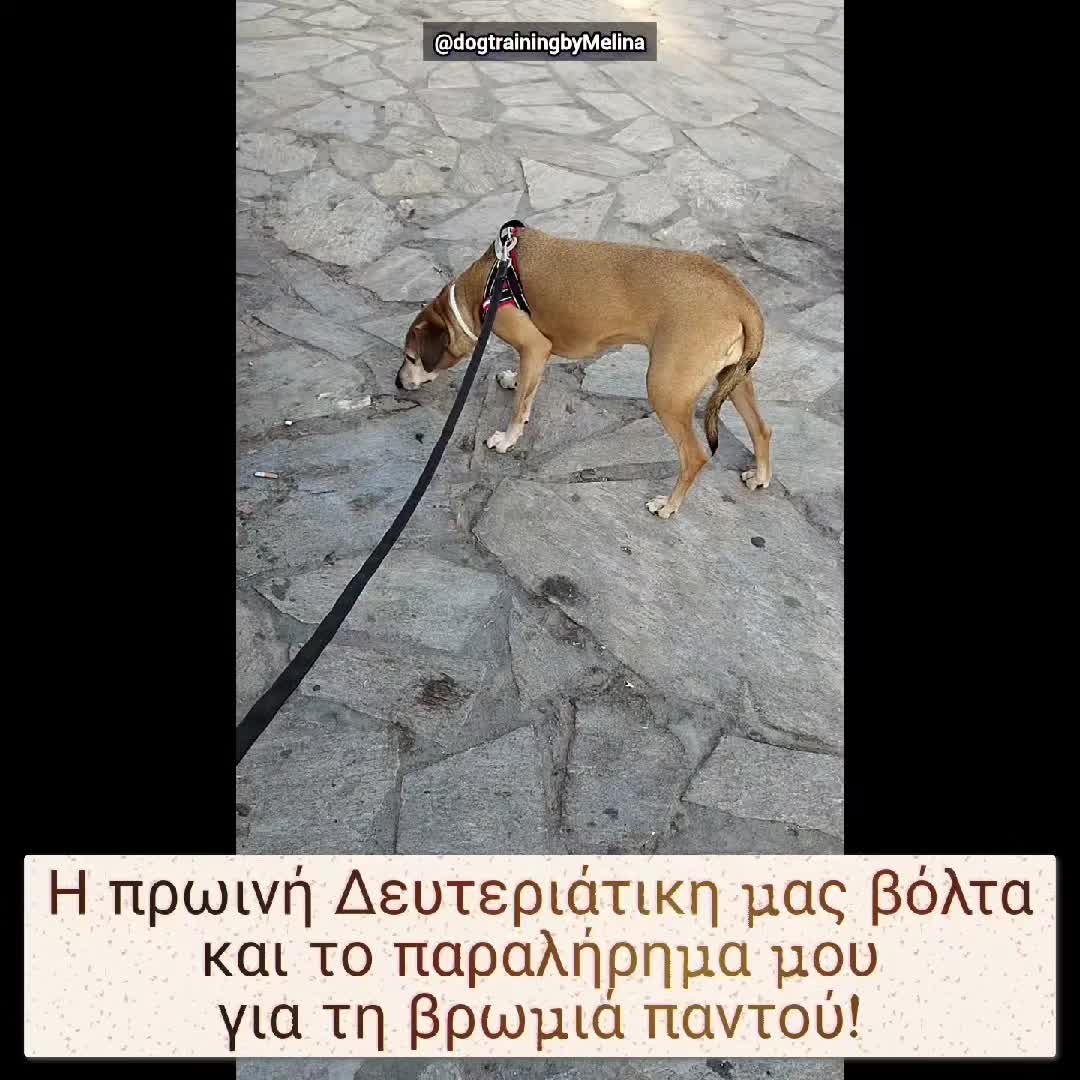@dogtrainingbymelina
