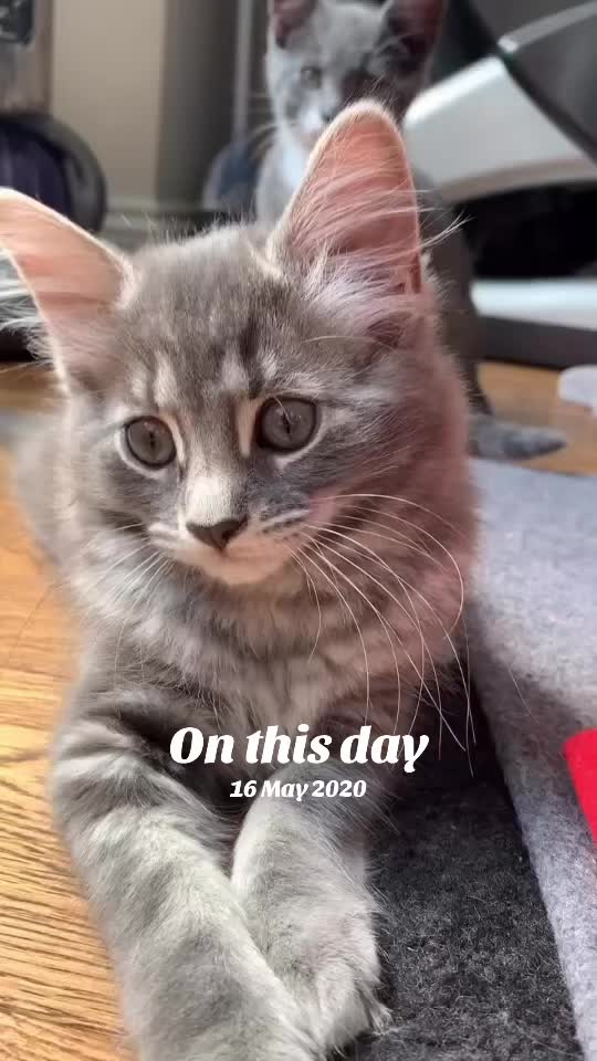 @Miracle Kittens