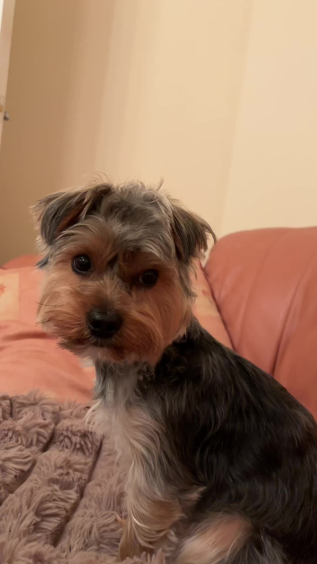 @Benjie the Yorkie