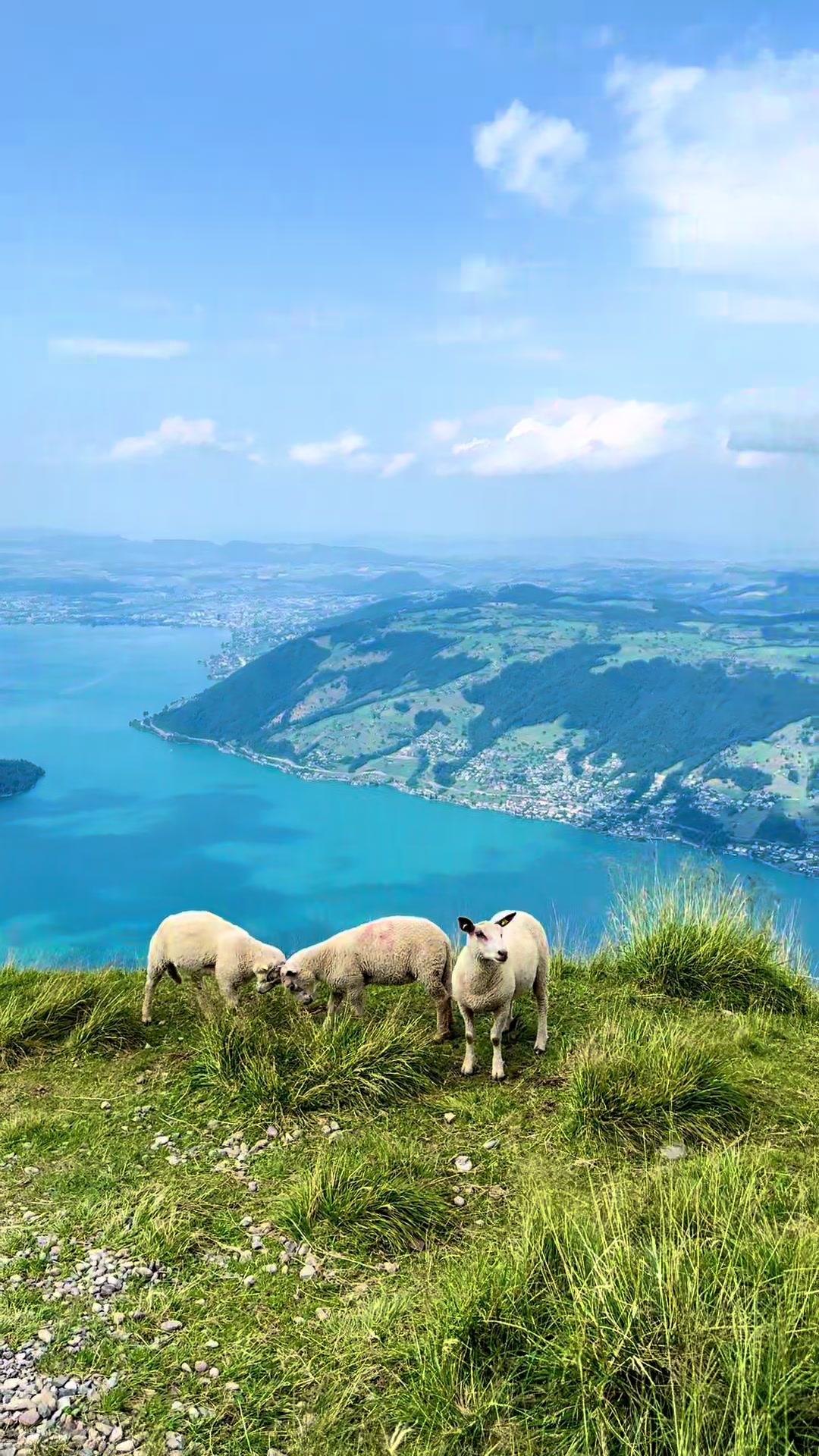 @Swiss_Vibe 🇨🇭