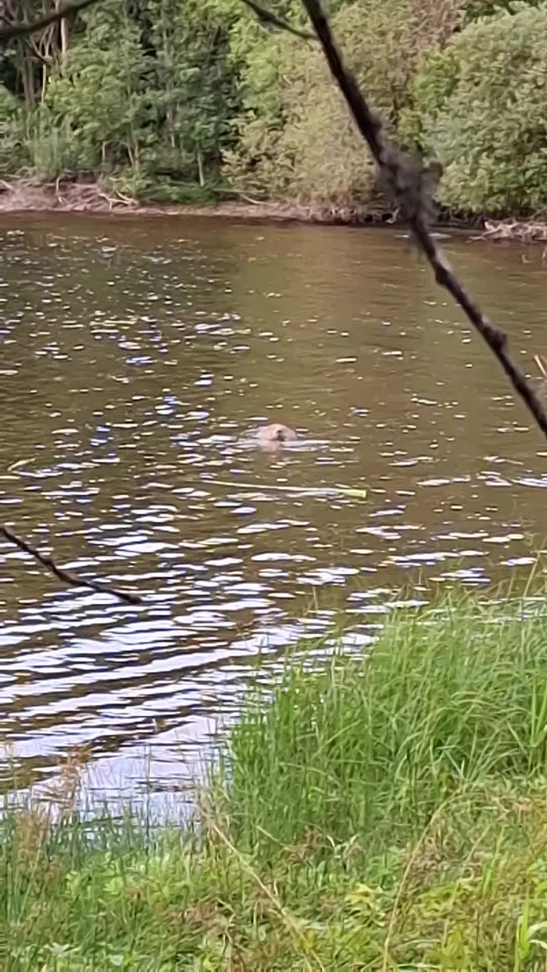 @GingerMountainMan