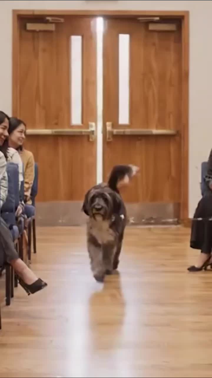 @dogadoption