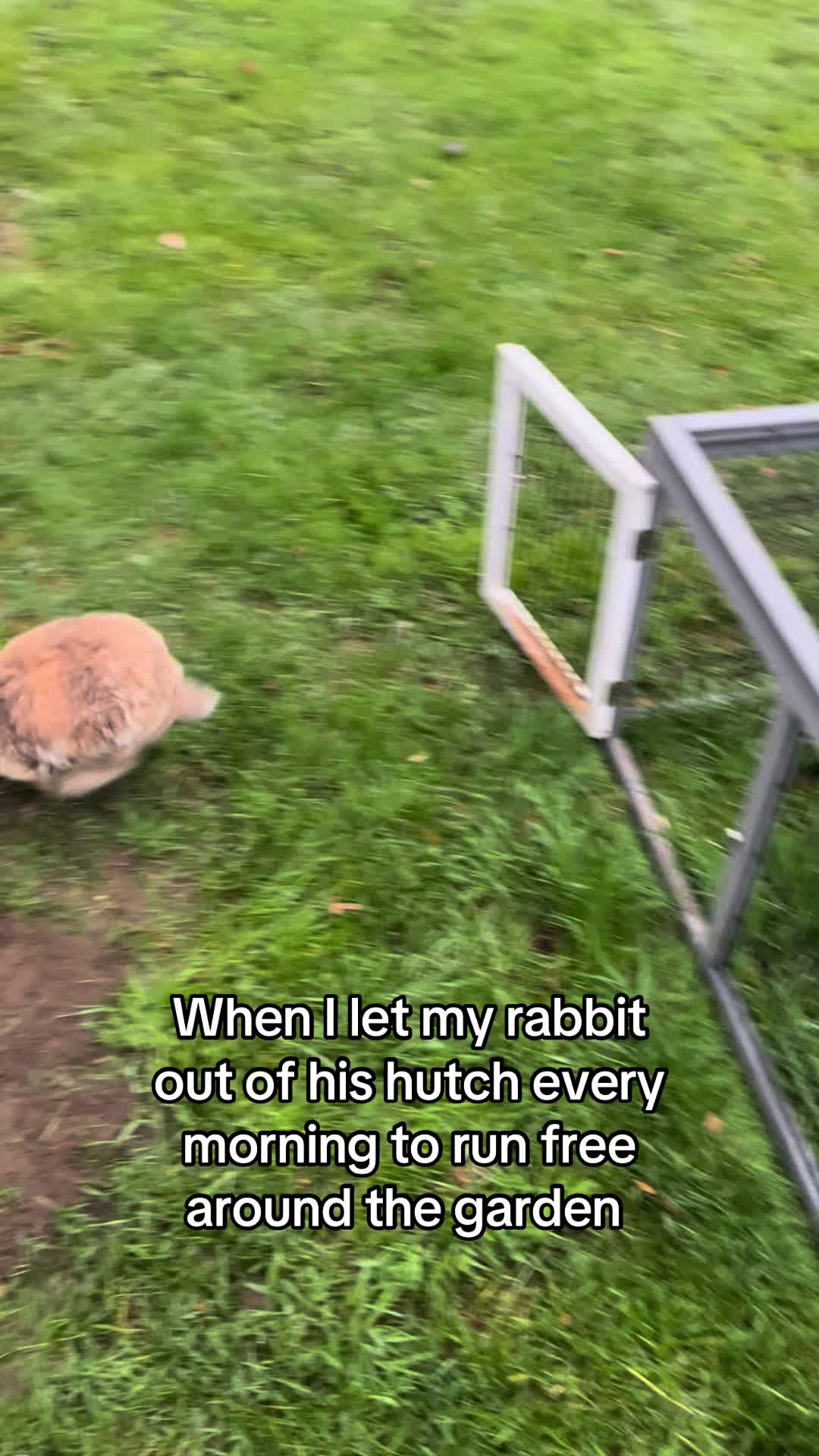 @Kerry and the chickens