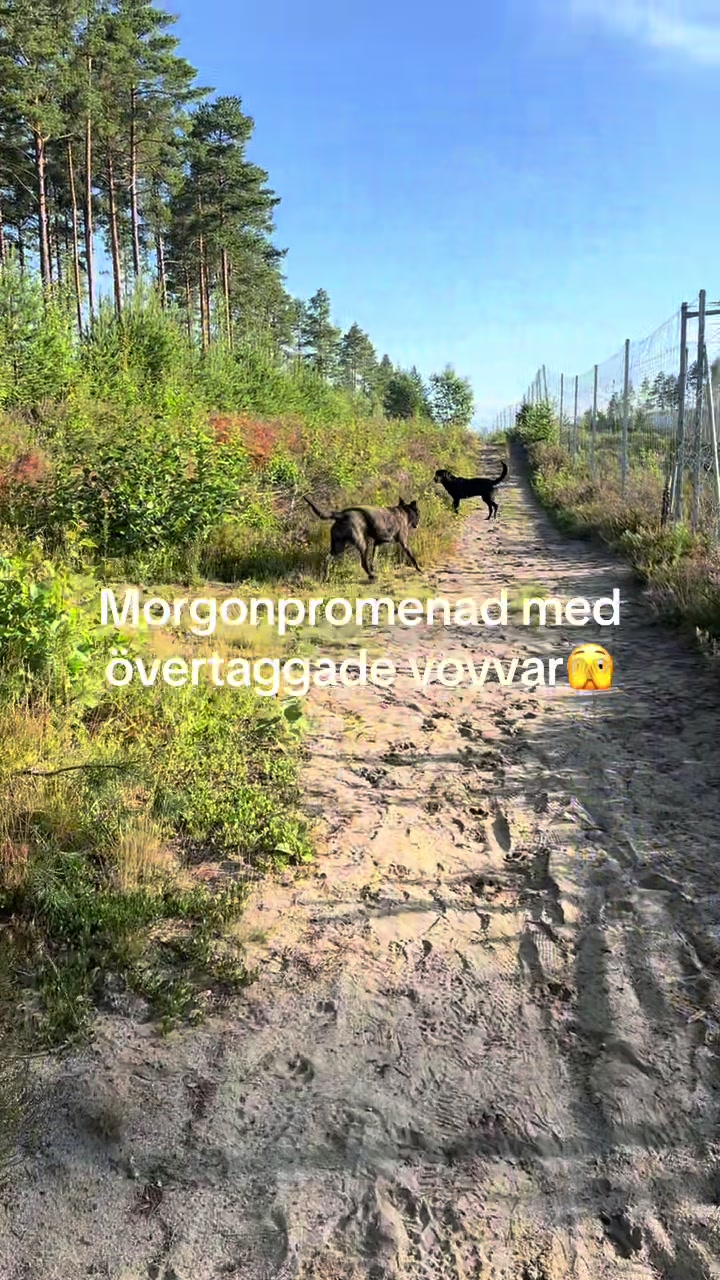 @dutch_lab_stories