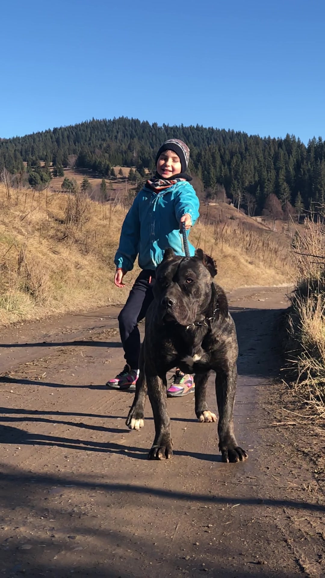 @Presa Canario Varro Bull