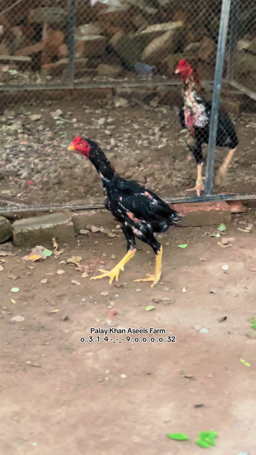 @PK Smart Aseel Birds Factory